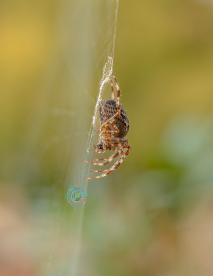 © 2025 Petra Fens